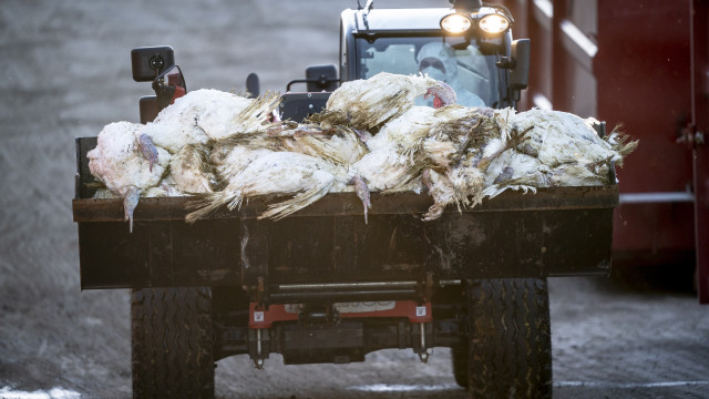 Bird flu epidemic hits farms in Japan